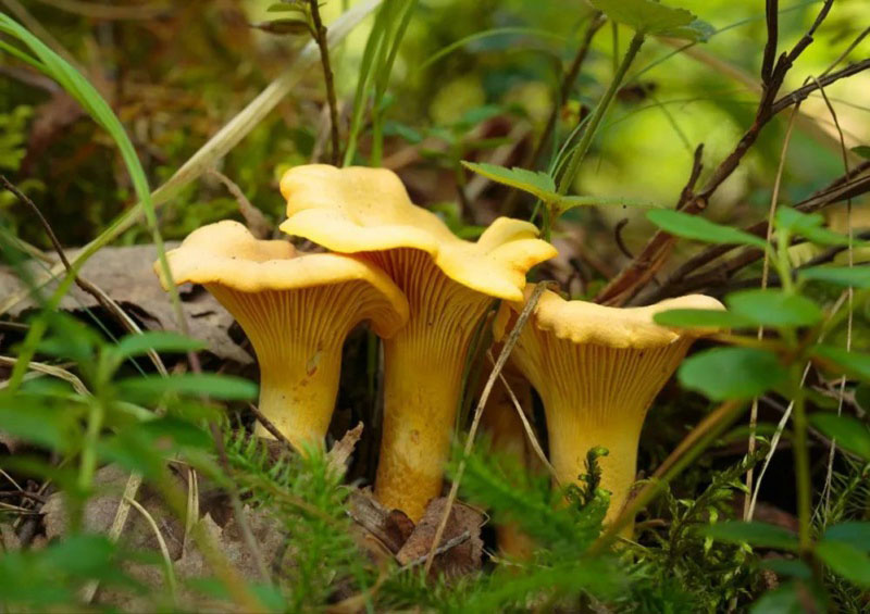 毒蘑菇顏色艷，一起煮大蒜會發(fā)黑？真的假的？